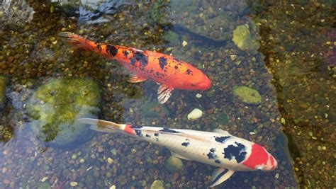 小鯉魚飼養|養錦鯉指南 如何選購與照顧 – 寵物百科